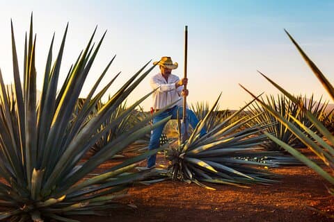 José Cuervo y Campos