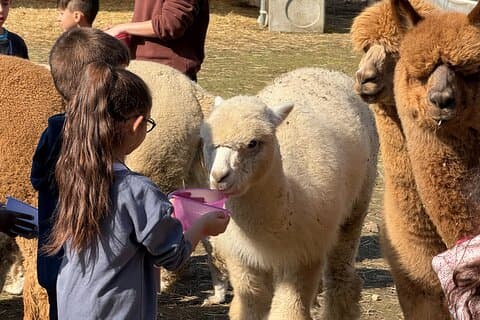 Meeting with the Alpacas of Monviso in the Educational Farm Turin