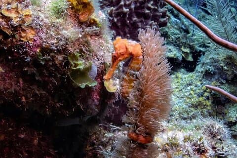Roatan Night Snorkel et visites personnalisées en tuba