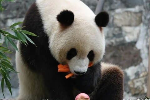 Tour privado por el valle del Panda / Dujiangyan / Bipenggou / Siguniang