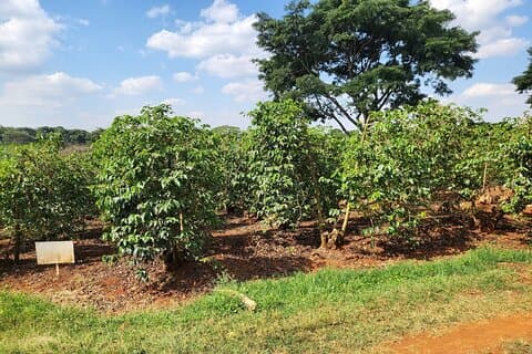 Kenya Coffee and Wildlife Safari 4 Day Adventure