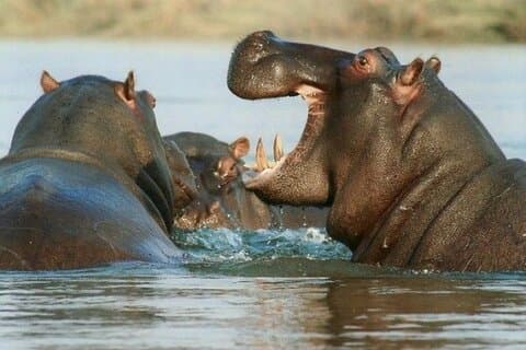 Roadtrip to Lake Naivasha and Hells Gate National Park