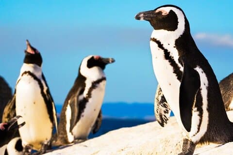 Visite du Cap au Cap de Bonne-Espérance et aux Manchots africains à Boulders