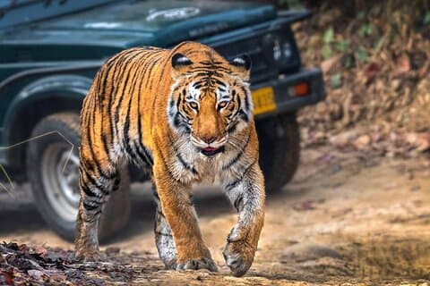 Hoteller i nærheden af Ranthambore Wildlife Safari