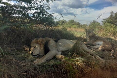 Safari Big 5 de 3 jours dans le parc national Kruger