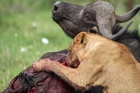 Nairobi Nationalpark Tour Optionales Elefanten- und Giraffenzentrum