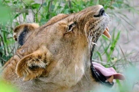 5 jours Maasai Mara, lac Nakuru et lac Naivasha Safari