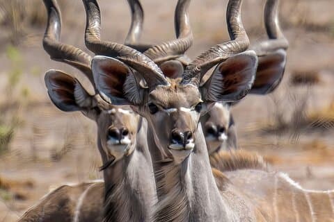 Nairobi: 3 Day Private Safari to Samburu National Reserve