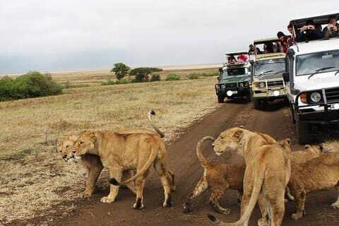 4 dias Serengeti, Cratero Ngorongoro, Cataratas Materuni