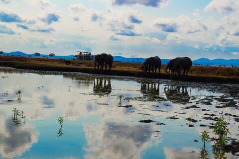 Safari privado en el Parque Nacional Mikumi desde Dar es Salaam