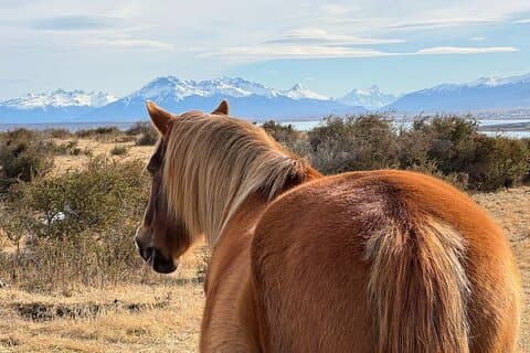 Scendi sulla terra con i cavalli in Patagonia