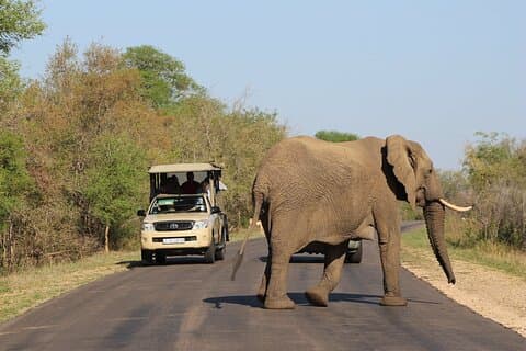 4-dages fælles tur til Kruger National Park