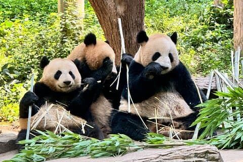 Een dag Chengdu Reisroute Panda en Boeddha Avontuur