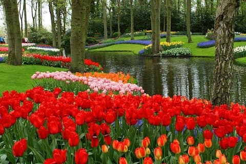Keukenhof and Leiden Private Tour