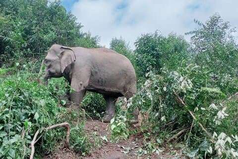 Halvdag morgen Elephant Observation Tour i Chiang Mai