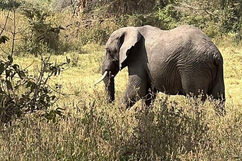 5 Tage Big Five Safari