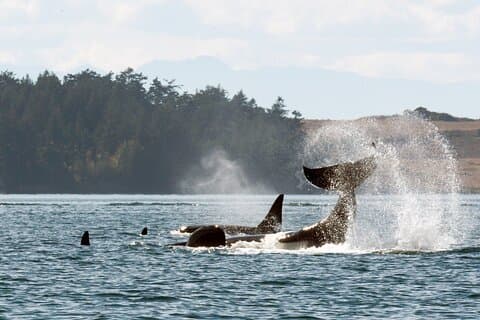 Whale Watching Adventure Vancouver