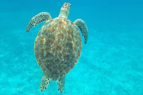 Caye Caulker Marine Reserve 3 Stops Snorkeling Adventure