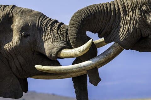 3 Tage Masai Mara Luxuspaket