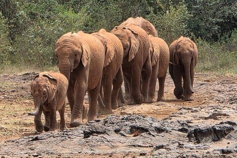 Hotéis próximos a: Nairobi's Wild Safari, Elephant Orphanage & Giraffe Centre