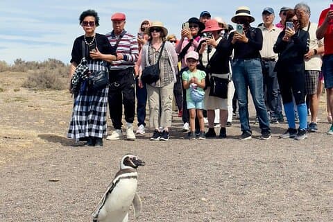 ペンギンと過ごす一日プンタトンボプライベートツアー