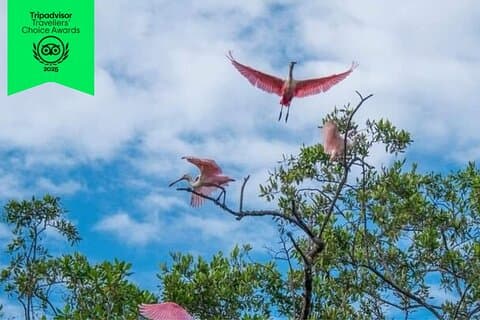 Bootstour zur Vogelbeobachtung im Golf von Nikoya