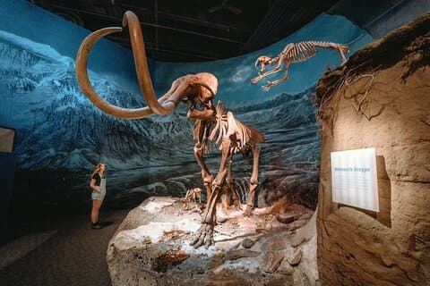 1 día de dinosaurios y capuchas de Calgary al tamborilero