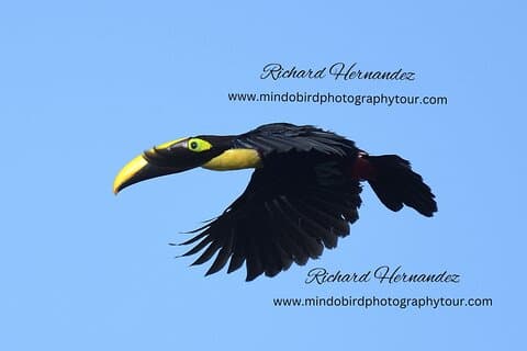 Ecuador Birds Tour-Mindo Cloud Forest - by Richard Hernandez