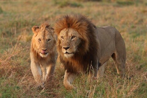 4 dagar Masai Mara på privat 4x4 Land Cruiser