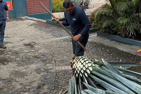 Tequila Experience Historia Sabor y tradición