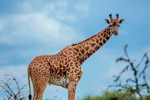 3-Day Family Safari in Serengeti and Ngorongoro