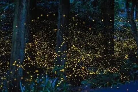 Kuala Selangor Firefly Tour