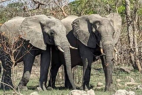 Chobe Ganztagessafari mit Mittagessen und Rücktransfer
