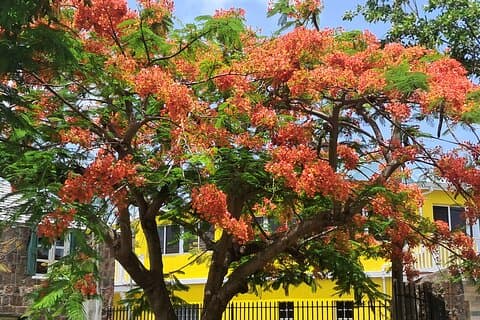 Nevis Island historiske private tur
