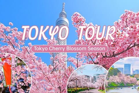 Privérondleiding door Tokyo City Cherry Blossom