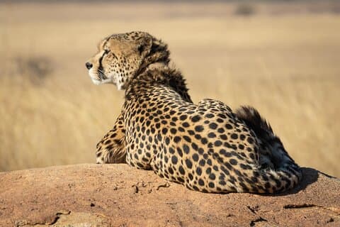 Safari privé de luxe 2 - Journée Tsavo East au départ de Mombasa/Diani