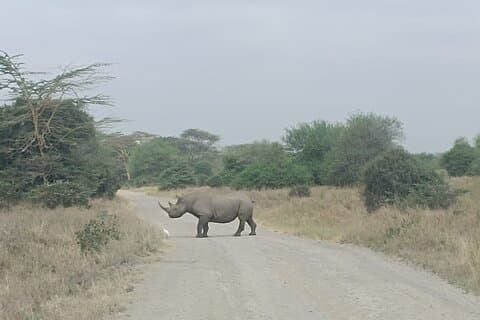4 Days Luxury Lake Nakuru and Masai Mara