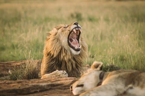 Visita guiada de meio dia ao Parque Nacional de Nairobi