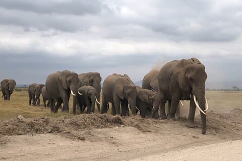 Amboseli National Park Day Tour: Kilimanjaro utsikt fra Nairobi