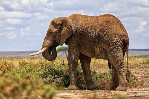 3-dages Amboseli Safari fra Nairobi med Game Drives og Wildlife