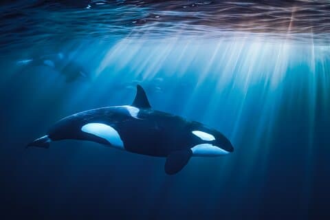 Ocean Safari : Orques, Baleines & Baja's Ocean Giants Adventure