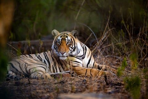 Wildlife Photography Safari i Indiens nationalparker