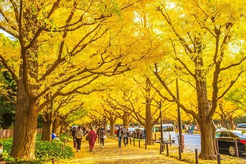 Tokyo Autumn Colors Gardens Shrines and Tea Tour