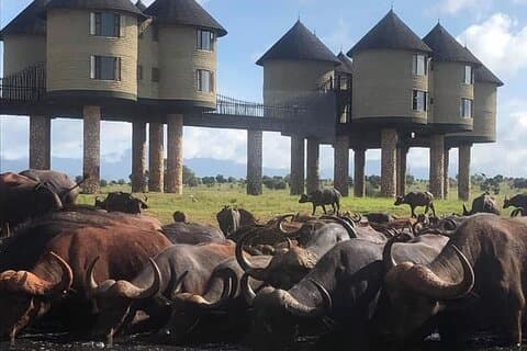 3 Days Safari to Saltlick lodge From Nairobi