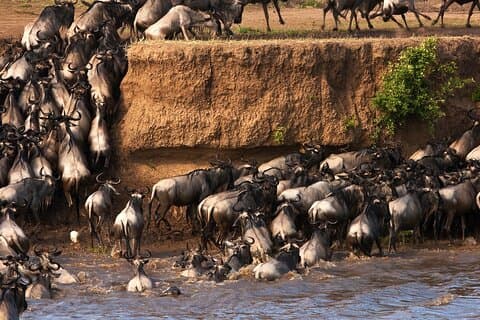 3 Tage Abenteuer zum Masai Mara Nationalreservat auf einem 4X4 Fahrzeug