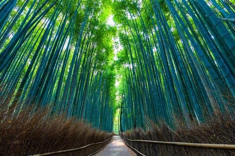 英語ガイド付き京都プライベートカスタマイズツアー