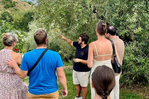 Lake Garda Olive Oil Tour & Tasting with Panoramic Views