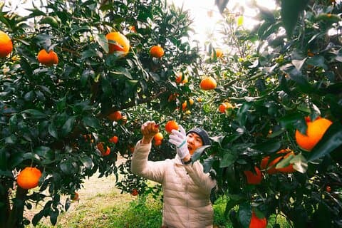 Liten gruppe tur for Jeju Fall Pink Muhly, Tangerines & Mt. Halla