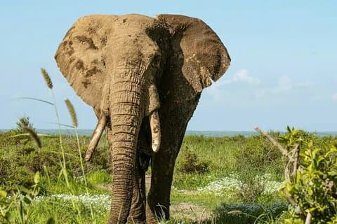 Day Tour to Amboseli National Park and Maasai Village