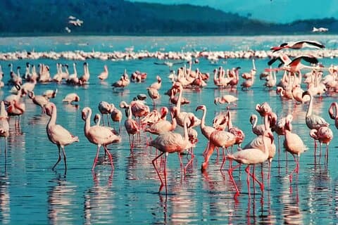 Lake Nakuru day trip from Nairobi